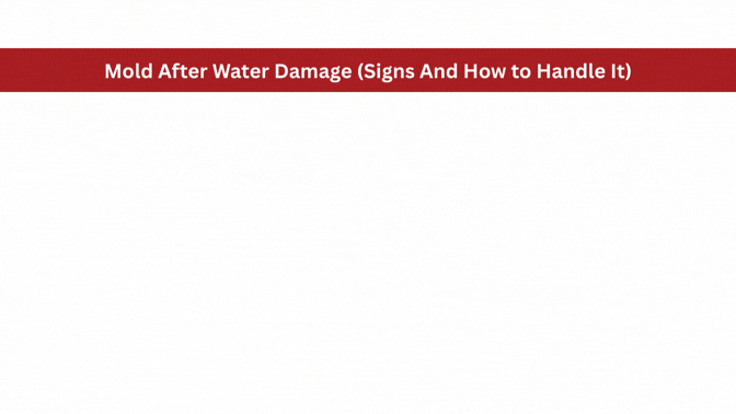 Mold After Water Damage